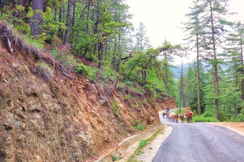 Road to Cheri Monastery, Thimphu, Bhutan