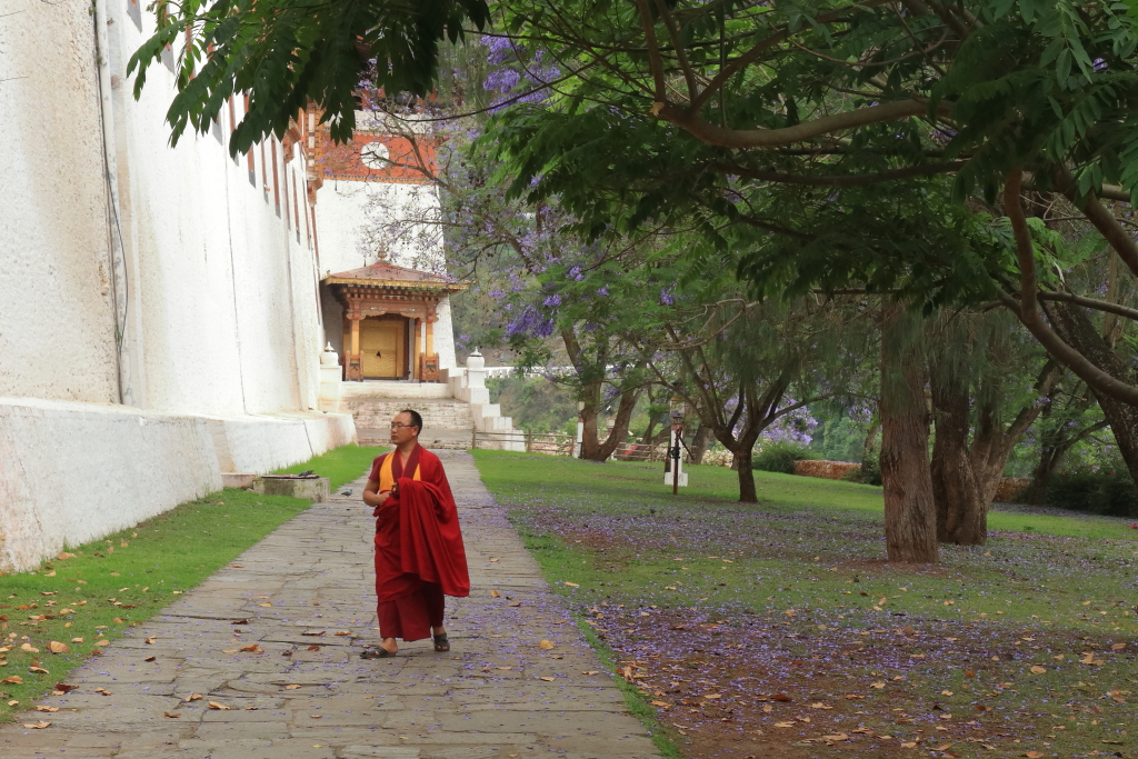 A monk in the garden of Jacaranda Trees outside Punakha Dzong