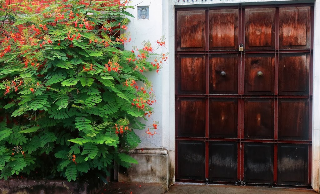 An image from White Town in Pondicherry where a small manicured garden is an essential part of every house.