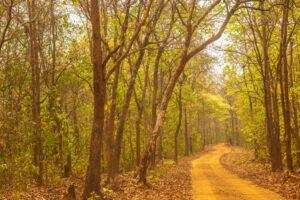 Read more about the article We didn’t see an animal during our safari in Kuldiha Forest in Odisha