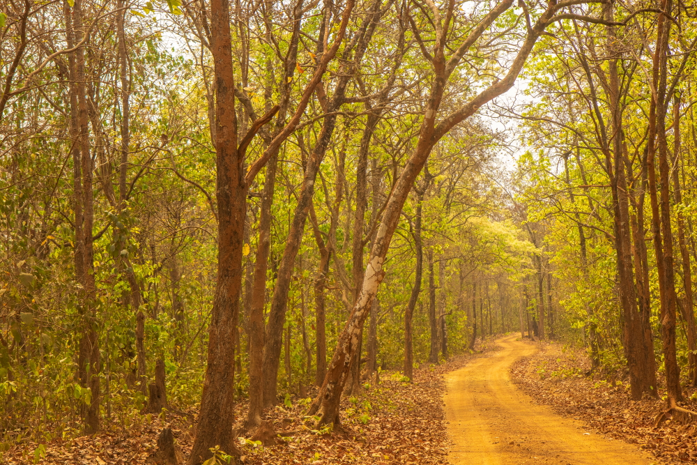 The safari track inside Kuldiha forest in Odisha