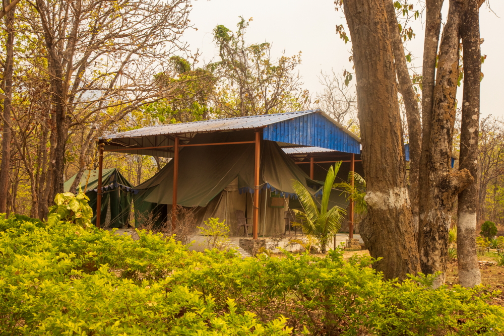 Rissia Nature Camp is the only staying option for guests inside Kuldiha Forest.
