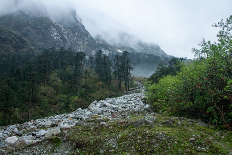 Rows of pine trees with Himalayan mountains covered with fog