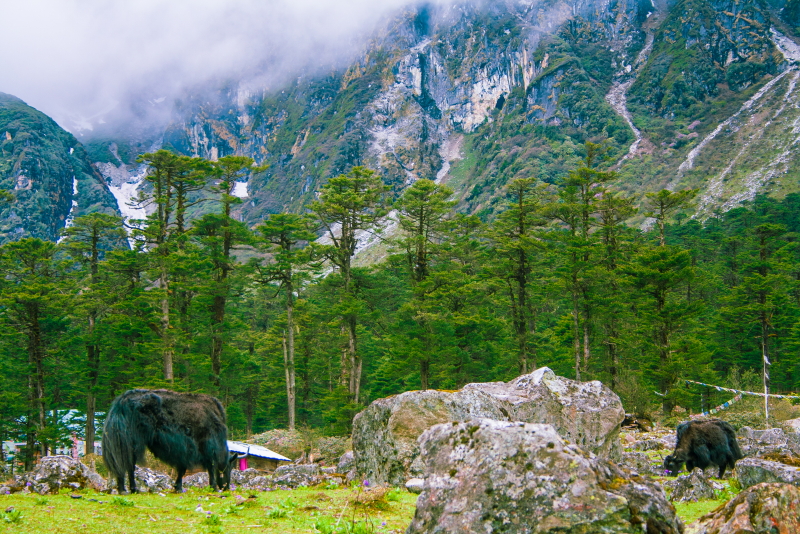 Yaks grazing on the rolling green meadow of Yumthang Valley in North Sikkim