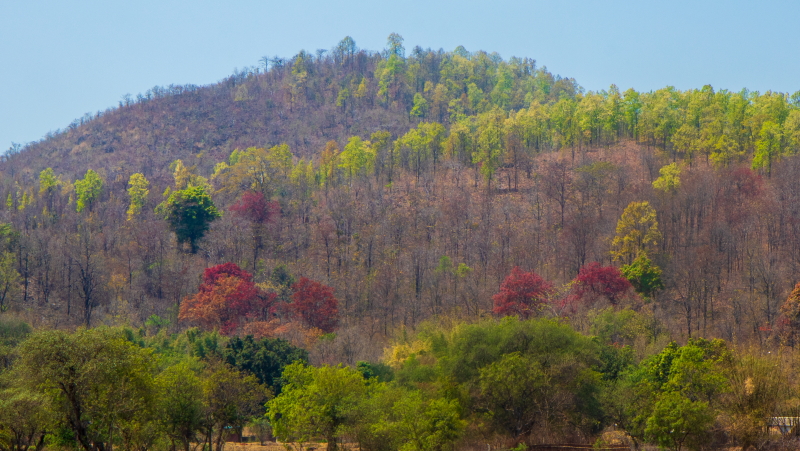 colours of new leaves in the spring in Odisha, India.