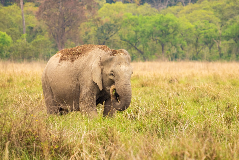 Read more about the article Corbett National Park | Things To Know Before You Go